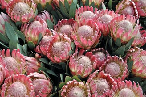 Protea Pink Duke Protea Proteas And Leucadendrons Flowers By