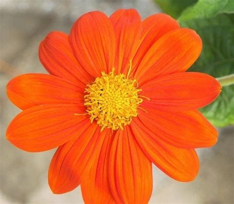 Shoppers line up well before the 8 a.m. Pin by sandylouise on flora and fauna | Types of flower ...