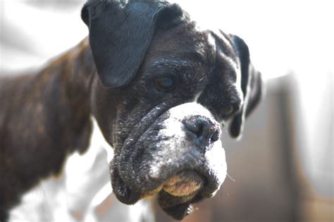 Signs Symptoms And Treatments Of 5 Common Diseases In Boxer Dogs