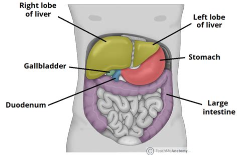 The male reproductive system is mostly located outside of the body. The Liver - Lobes - Ligaments - Vasculature - TeachMeAnatomy