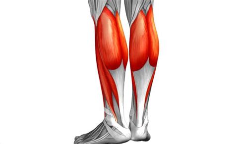 El tracto iliotibial, también denominado banda iliotibial, es una banda de fascia larga y ancha situada. Funciones de los Músculos de las piernas y sus características