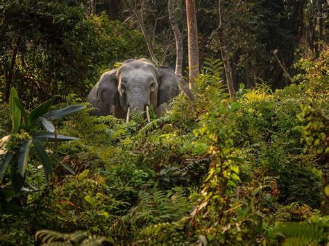 5 Stunning Rainforests In India Trawell Blog