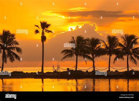 Palm Trees Reflecting Pool Atoll Matheson Hammock County Park Miami
