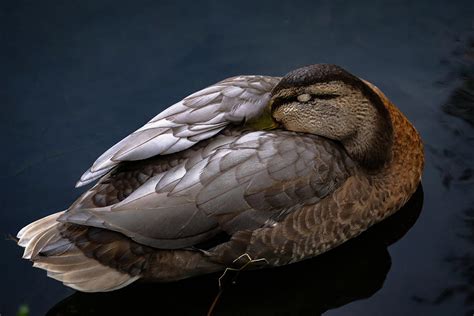 Sleeping Duck Photograph By Dwayne Thornhill Fine Art America
