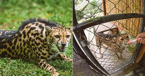 Sporting A Black Mohawk This Rare King Cheetah Can Be Seen At Zoo Negara