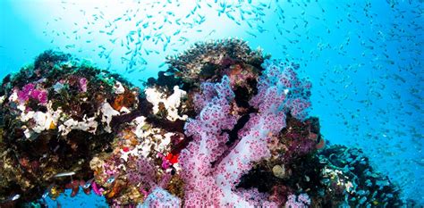 The Ningaloo Reef Dive Ningaloo