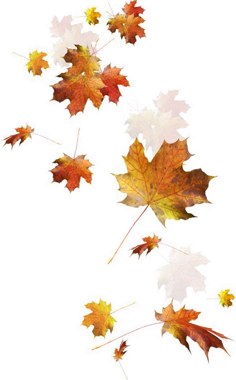 Autumn Leaves PNG Transparent Images, Pictures, Photos | PNG Arts