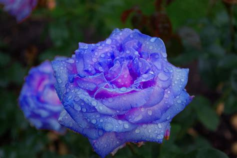 a lovely rose for cherie monarch rain drops pretty special friend rose hd wallpaper peakpx