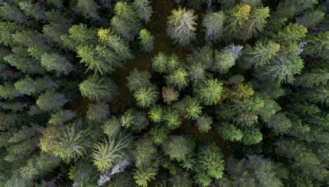 🥇 Image Of Pine Forest View From Above 【free Photo】 100012506