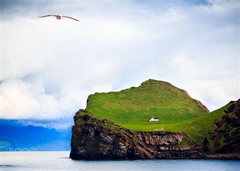 A Seagull Flies In The Foreground With A Solitary House