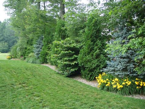 Using Evergreens Along A Border Is A Natural Way To Block Noise An