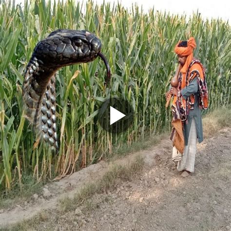 A Huge Snake Captured By The Villagers A Story Of Bravery And Courage