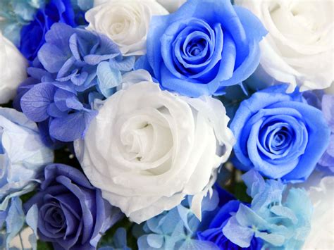 White And Blue Roses Wallpapers