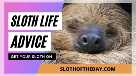 Dmv Sloths Scene From Zootopia The Movie Sloth Of The Day