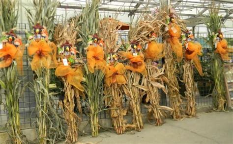 Dried corn stalk bundle dried corn stalks are the perfect fall decorations. Cornstalks and ribbon | Fall decorations porch, Milk can ...