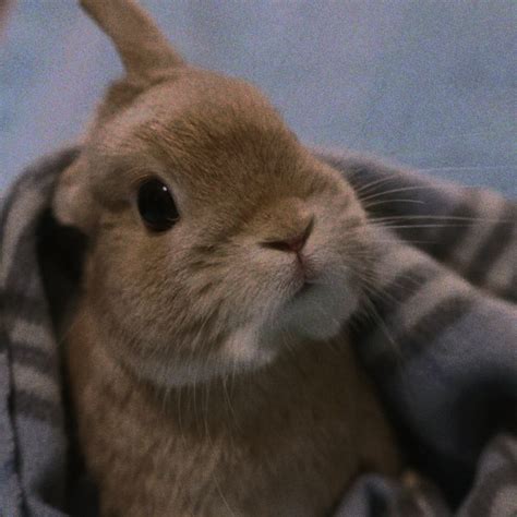 Bunny Rabbit Animals Cute Aesthetic Dark Brown Nature Edit