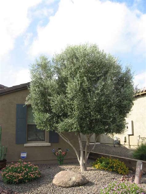 Olea europa 'swan hill' std. olea europaea swan hill | Olea Europaea Swan Hill Olive Tree