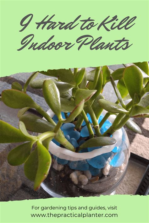 Indoor Plants Difficult To Kill