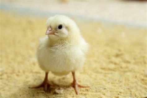 The Art Of Nourishing Day Old Chicks Poultry World