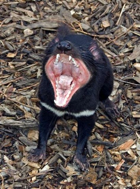 24 Scary Australian Animals Ideas Australian Animals Animals Deadly