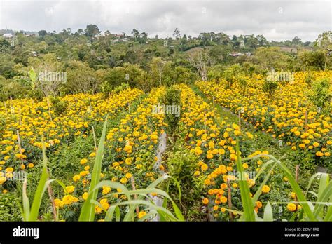 Field Of Blooming Marigolds Rural Landscape Bangli Bali Island