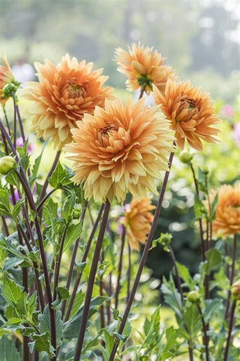 Blooming Dahlia Stock Image Image Of Closeup Sunny 59196435