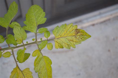 Tomato Plant Health Brown Spots And Yellowing Leaves Is Happening On