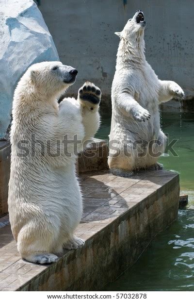 Two Polar Bears Zoo Stock Photo 57032878 Shutterstock
