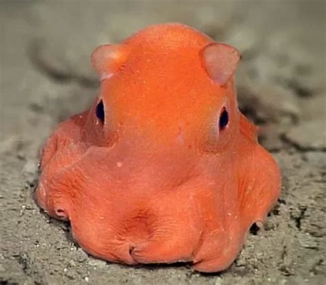 Newly Discovered Cute Octopus Proves Adorable Things Do Live In The