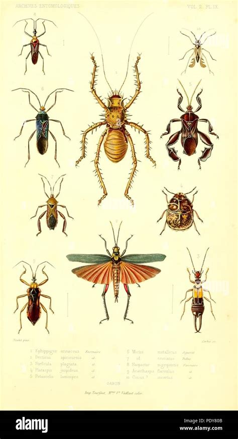 Archives Entomologiques Ou Recueil Contenant Des Illustrations D