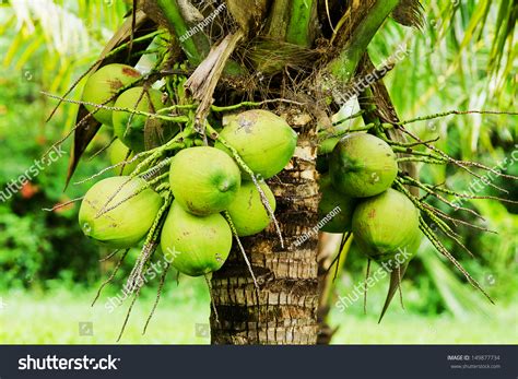 Green Coconut Tree Stock Photo 149877734 Shutterstock