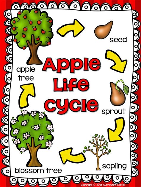 Life Cycle Of An Apple Worksheets