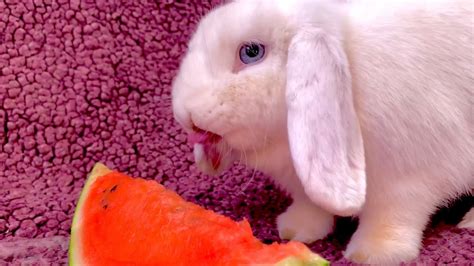 3 Funny Bunnies Eating Watermelon Youtube