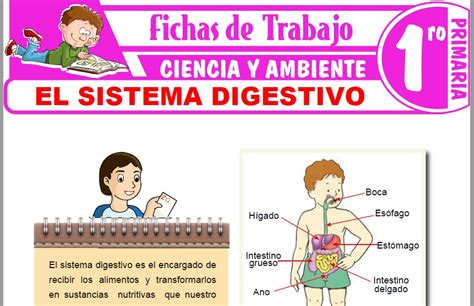 El Sistema Digestivo Para Niños Para Primero De Primaria Fichas