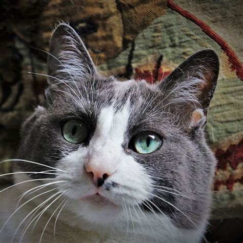 Beautiful Cat Face 😍 Sobeautiful Aww Cat Catface Cute Cats And