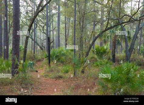 Florida National Scenic Trail Ocala National Forest Florida Stock