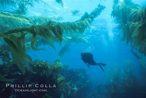 Giant Kelp Macrocystis Pyrifera Photo San Clemente Island California