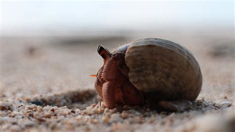 There are over 800 species of hermit crab. Best Hermit Crab Habitat - Toy Pet Reviews