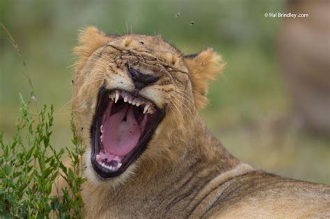 Photo Of The Week Lion Cub Yawning In Etosha