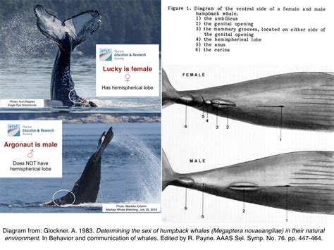 Humpback Whale Size Comparison