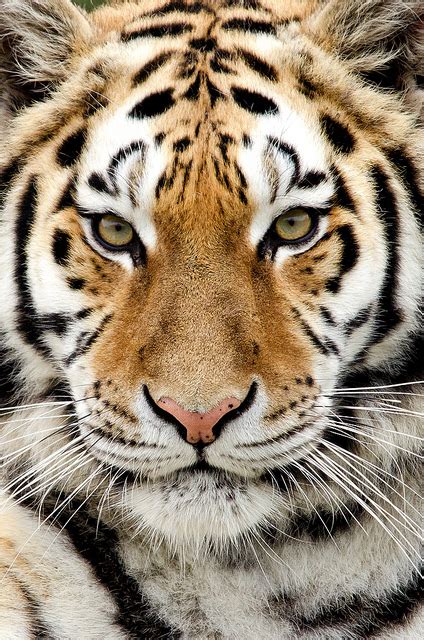 Beautiful Tiger Big Cats Photo 40234897 Fanpop Page 5