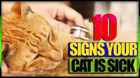 10 Signs Your Cat Is Sick Youtube