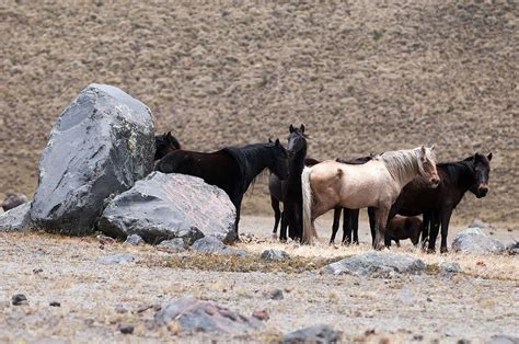 Wild Horses Of Cotopaxi National Park