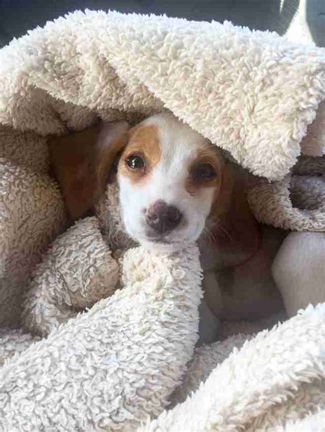 Recently rescued from a puppy mill, she had never seen grass in her 6 years. Colorado Puppy Mill Rescuers Save 107 Dogs In One Weekend ...