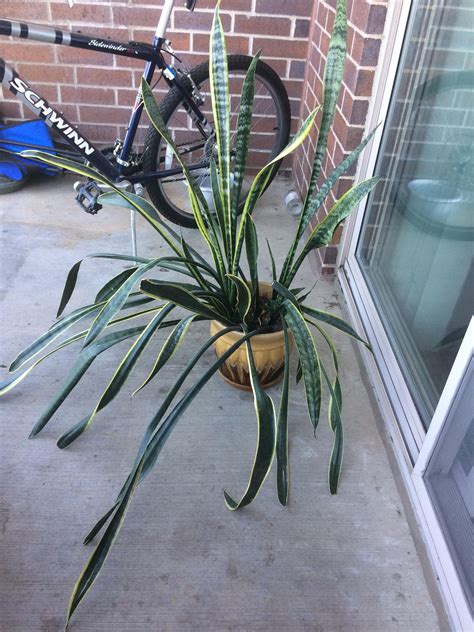 Just make sure you don't keep the snake plant somewhere within the reach of dogs, cats, or toddlers, as it can. Learn why Snake plant, Sansevieria, leaves fall over and ...