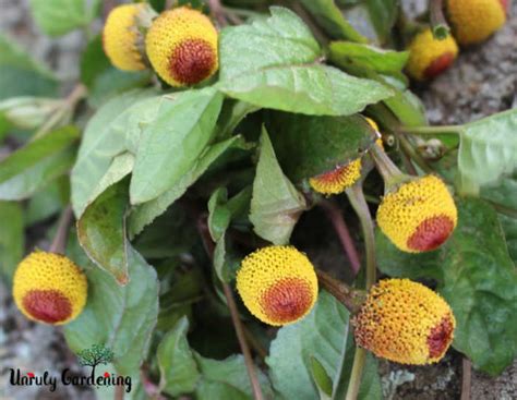 How To Grow And Use Spilanthes Toothache Plant Unruly Gardening