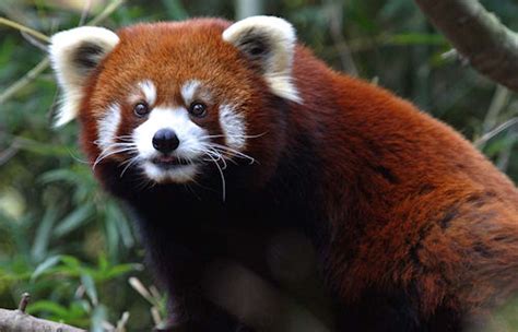 The Presurfer A History Of Daring Red Panda Escapes
