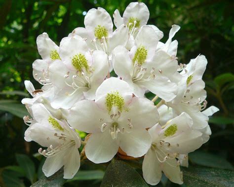 West Virginia State Flower Rhododendron