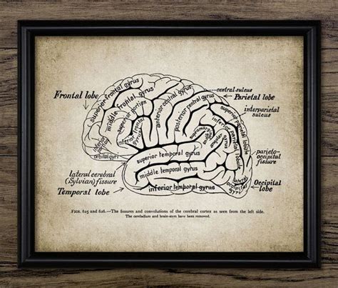 Brain Wall Art Printable Brain Neuroscience Human Anatomy Etsy