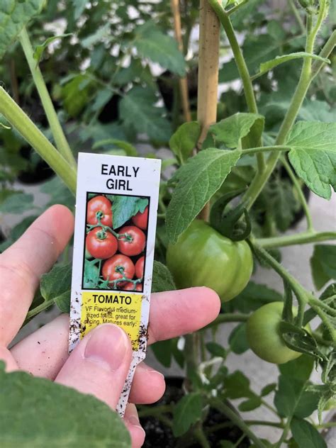 Early Girl Tomato 🍅 🌱 Discover The Benefits Of This Fast Growing Variety